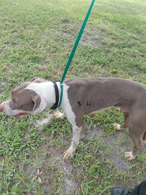 Photo of Rubble, adoptable Labrador Retriever in St. Cloud, Florida