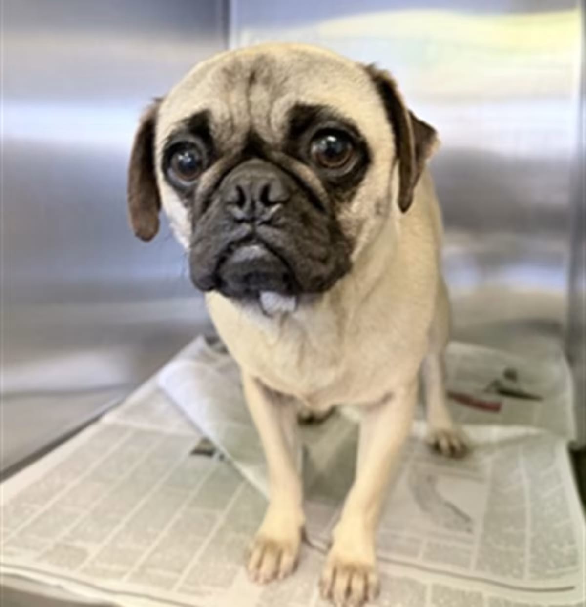 Photo of Ollie, adoptable Pug in Los Angeles, California