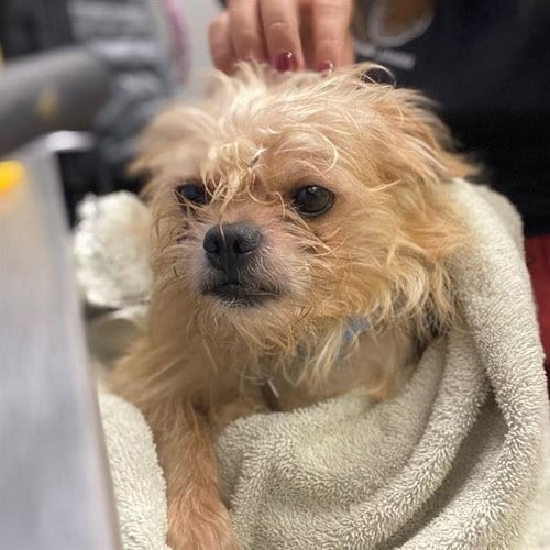Photo of Jon Snow, adoptable Cairn Terrier in Aurora, Colorado