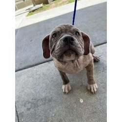 Photo of Linda, adoptable French Bulldog in Doral, Florida