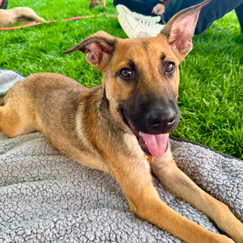 Photo of Chase, adoptable Shepherd / Mixed Breed (Medium) in Bend, Oregon