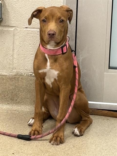 Photo of Jolyne, adoptable American Staffordshire Terrier in Grand Prairie, Texas