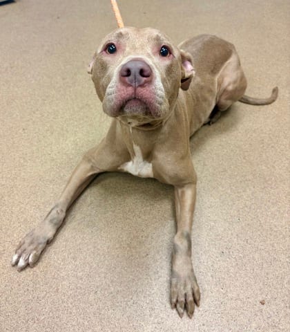 Photo of Coraline, adoptable dog in Chamblee, Georgia
