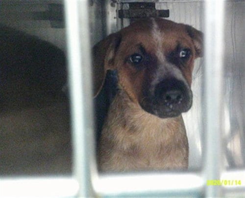 Photo of A481383, adoptable Australian Cattle Dog/Blue Heeler in Oklahoma City, Oklahoma