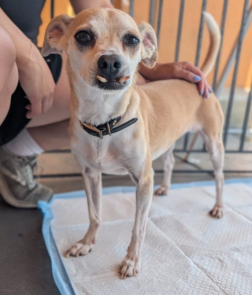 Photo of Daisey, adoptable Chihuahua in San Diego, California