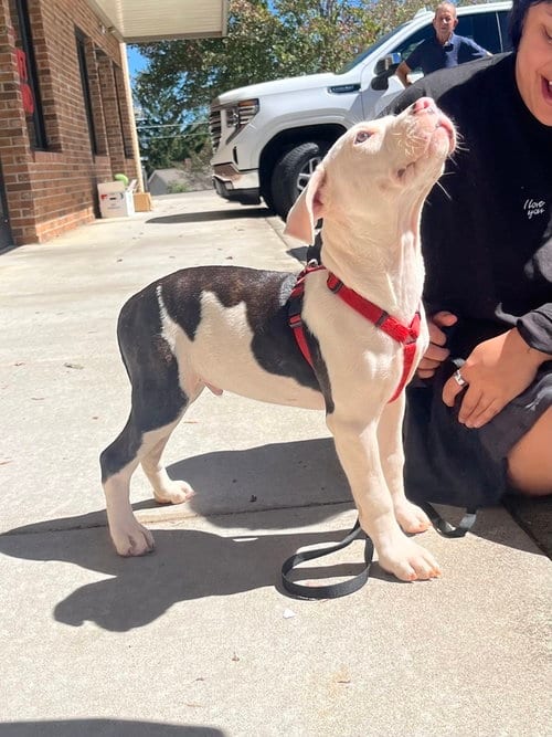Photo of Joshua Tree, adoptable Terrier in Candler, North Carolina
