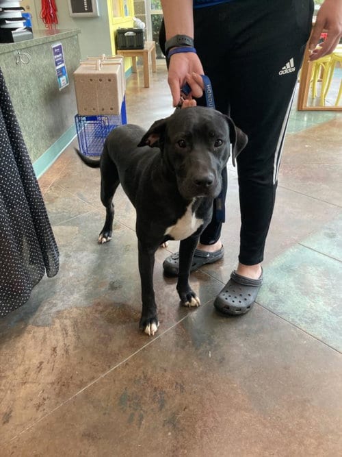 Photo of Ben, adoptable Labrador Retriever in Lacombe, Louisiana