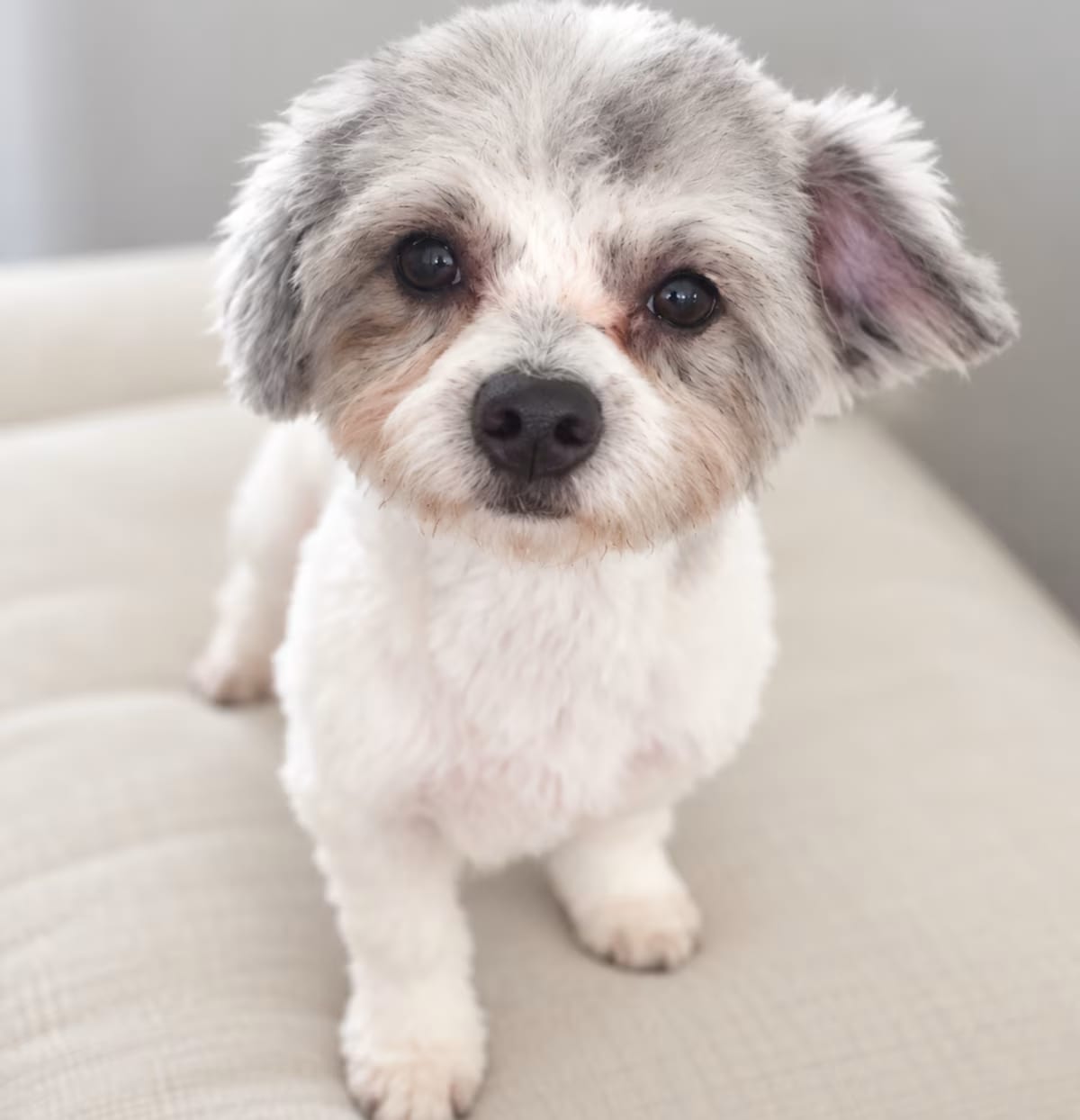 Photo of Cookie, adoptable Havanese/Poodle (Miniature) in Phoenix, Arizona