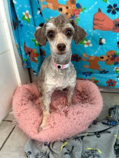 Photo of Selene Jul 26, adoptable Poodle (Miniature) in Pacolet, South Carolina