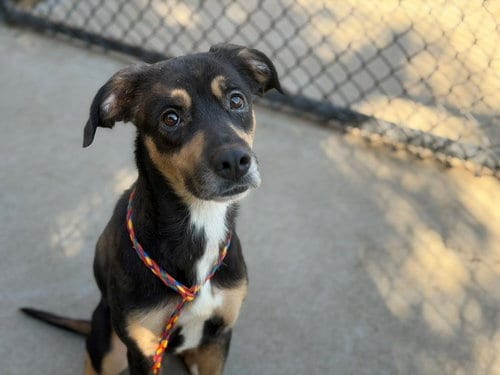 Photo of Molly, adoptable Pit Bull Terrier in Tulsa, Oklahoma