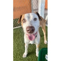 Photo of Tyler, adoptable Terrier (Unknown Type, Medium) in Doral, Florida