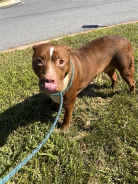 Photo of Tinda, adoptable American Bulldog in Derwood, Maryland