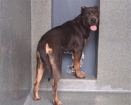 Photo of Bianca, adoptable Pit Bull Terrier in Gardena, California
