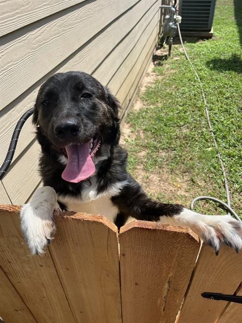 Photo of Willow, adoptable Labrador Retriever in Pearland, Texas