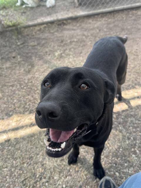 Photo of Onyx, adoptable Labrador Retriever in Houston, Texas