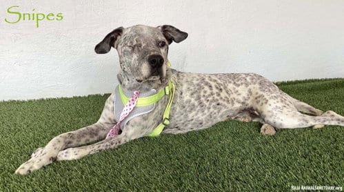 Photo of Snipes, adoptable German Shorthaired Pointer in San Diego, California