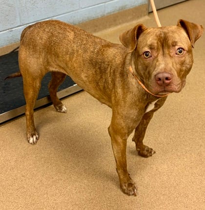 Photo of Oriana, adoptable dog in Chamblee, Georgia