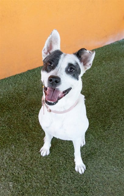 Photo of Nova, adoptable Terrier in Miami, Florida