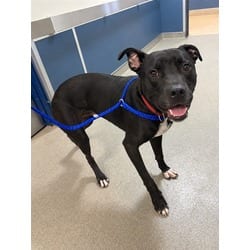 Photo of Zeus, adoptable Terrier (Unknown Type, Medium) in Doral, Florida