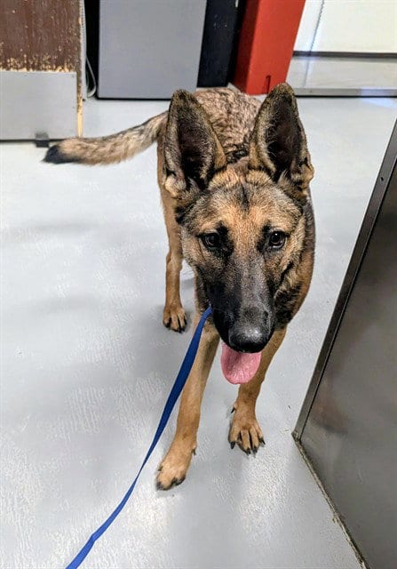 Photo of A171803, adoptable Belgian Shepherd Malinois in Bakersfield, California