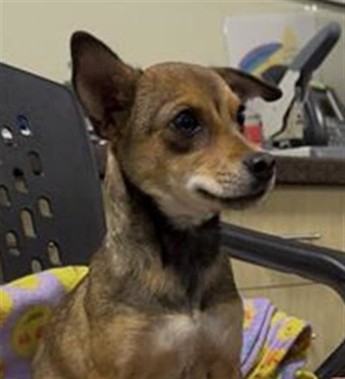 Photo of Brandi, adoptable Chihuahua in Camarillo, California
