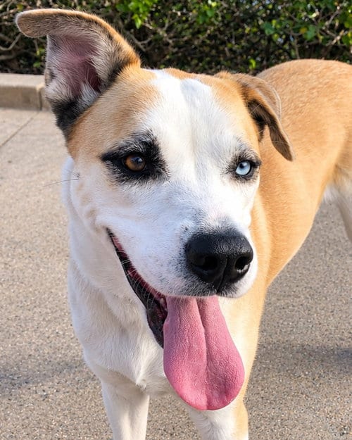 Photo of Cody, adoptable Husky in Lake Forest, California