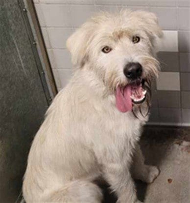 Photo of Bart, adoptable Irish Wolfhound in San Pedro, California