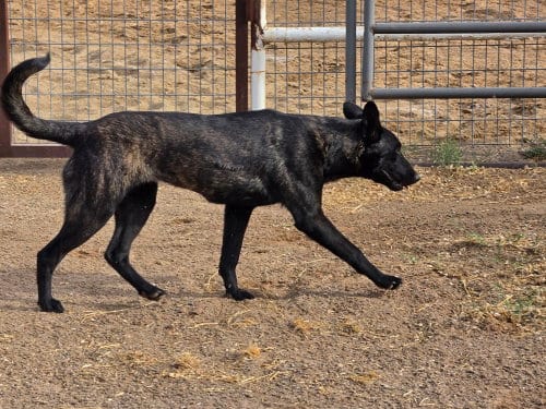 Photo of The River Pups- Mesquite in NM fka Romeo, adoptable Dutch Shepherd in Imlay City, Michigan