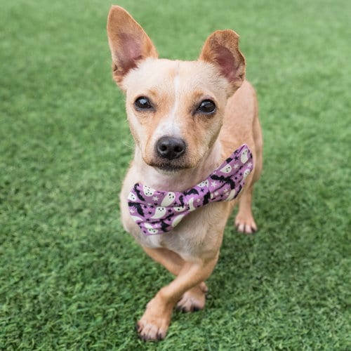 Photo of Perry, adoptable Chihuahua in Burlingame, California