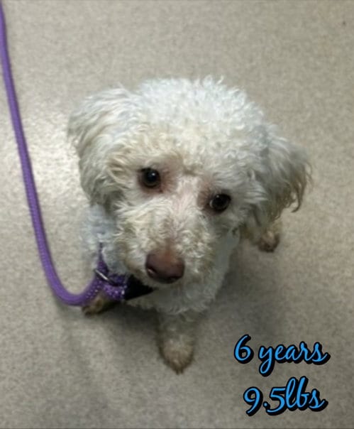 Photo of Benny, adoptable Unknown breed in Holbrook, New York