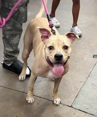 Photo of Expresso, adoptable Mixed Breed