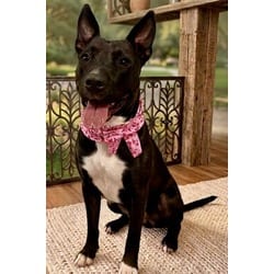 Photo of Kimmy Talks, adoptable Terrier (Unknown Type, Medium) in Doral, Florida