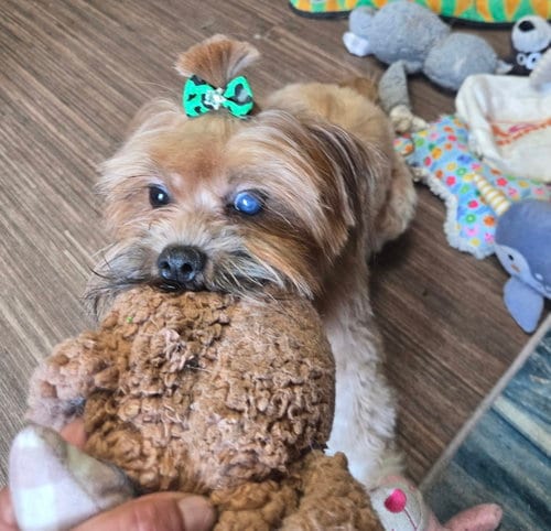 Photo of Ms. Jelly Bean, adoptable Shih Tzu in Flushing, New York