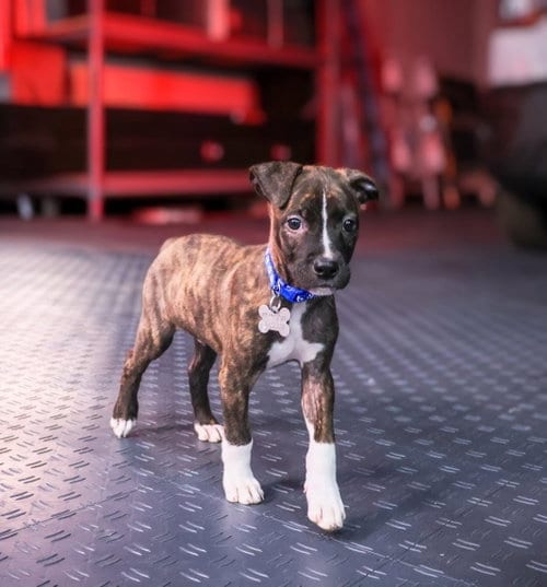 Photo of Maverick (Gatsbys litter), adoptable American Staffordshire Terrier in Holly Springs, North Carolina