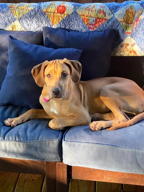 Photo of bella, adoptable Hound in Margate, Florida
