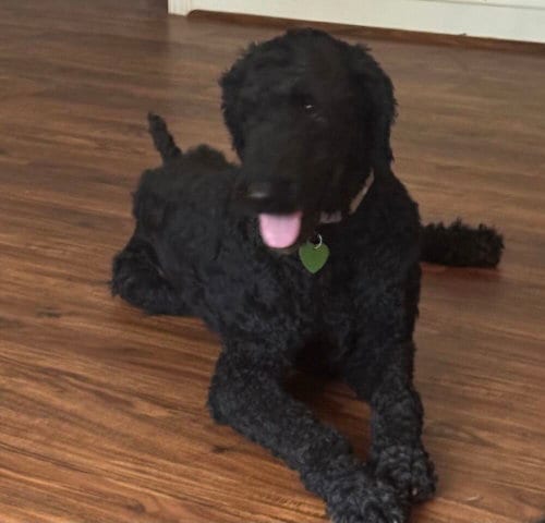 Photo of Seppe, adoptable Poodle (Standard) in Silver Spring, Maryland
