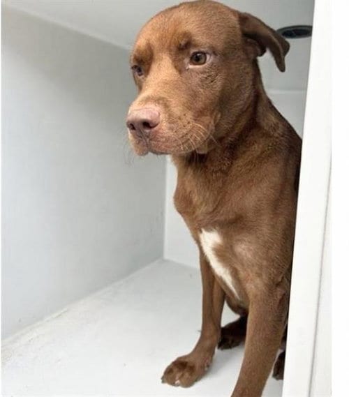 Photo of A661655, adoptable Labrador Retriever in Houston, Texas