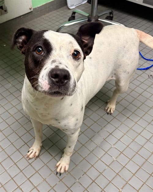 Photo of Panda, adoptable English Pointer in Killeen, Texas
