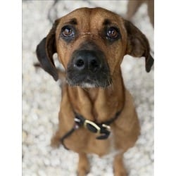 Photo of Shasta, adoptable Bloodhound in Brooksville, Florida