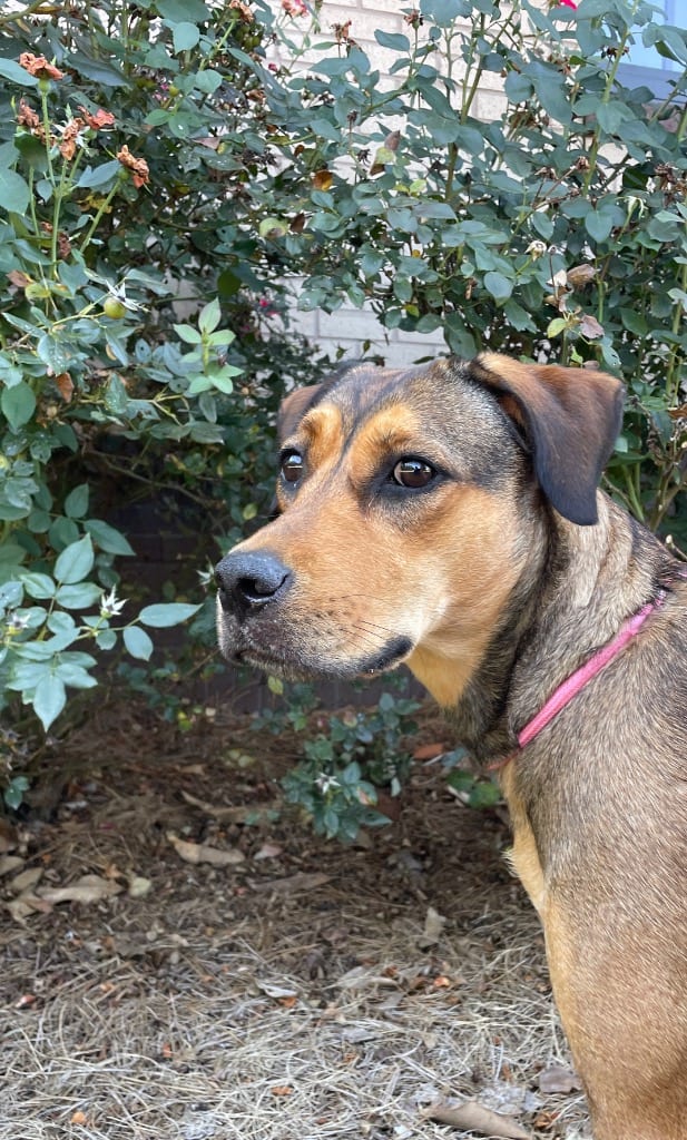 Photo of Willow, adoptable Mixed Breed in Douglasville, Georgia