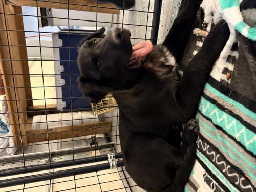 Photo of Reed, adoptable German Shepherd Dog in Thief River Falls, Minnesota