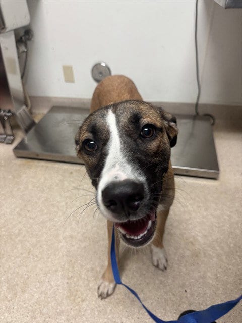 Photo of Pancake, adoptable German Shepherd Dog in Bakersfield, California