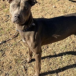 Photo of Vesta, adoptable Boxer Terrier (Unknown Type, Medium) in Johnston, Rhode Island