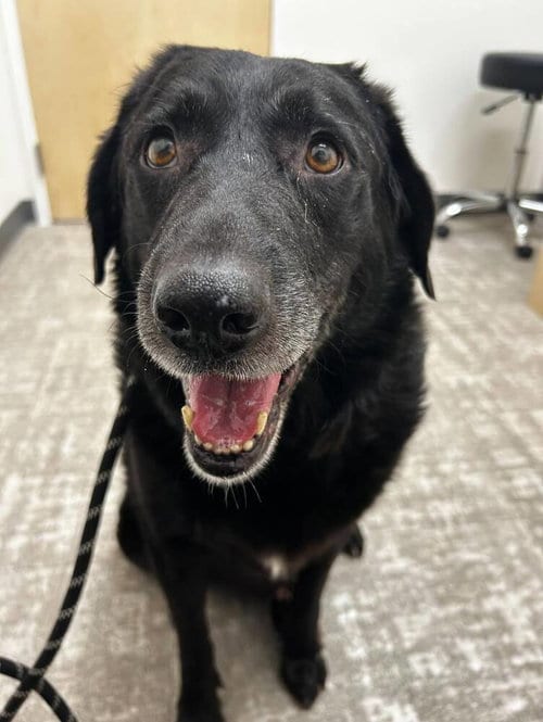Photo of Blake, adoptable Labrador Retriever in Brewster, New York