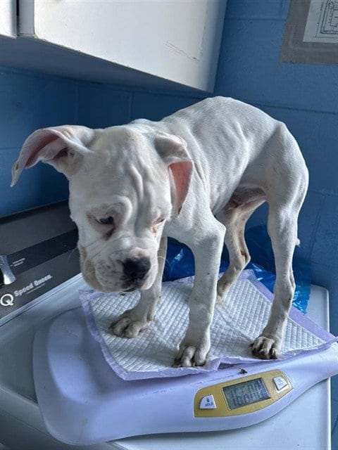 Photo of Brisket, adoptable Boxer in Sacramento, California