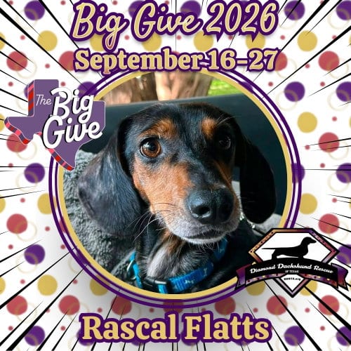 Photo of Rascal Flatts, adoptable Dachshund in San Antonio, Texas