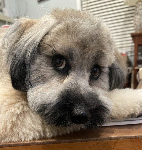 Photo of Max, adoptable Poodle (Miniature) in San Jose, California