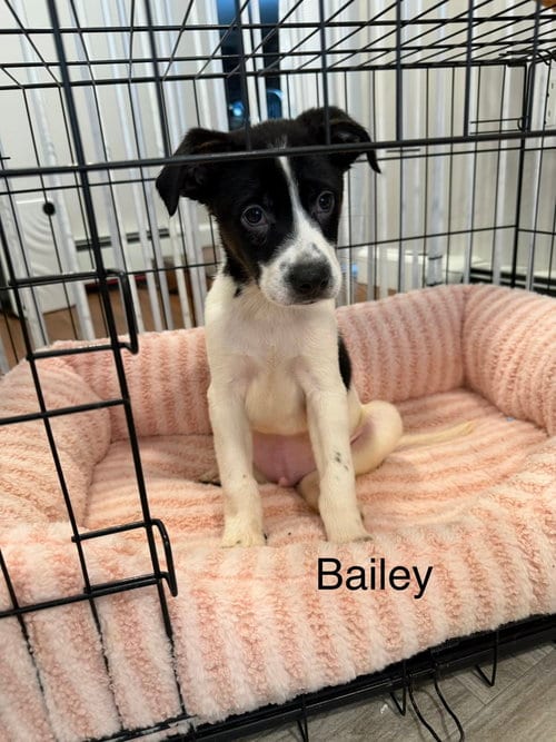 Photo of Bailey, adoptable Mountain Cur in Willingboro, New Jersey