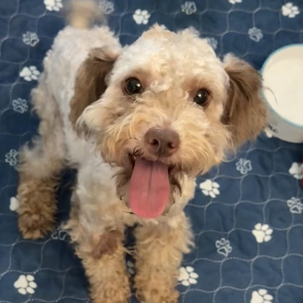 Photo of Ramone, adoptable Schnauzer / Poodle, Miniature in Hinesville, Georgia