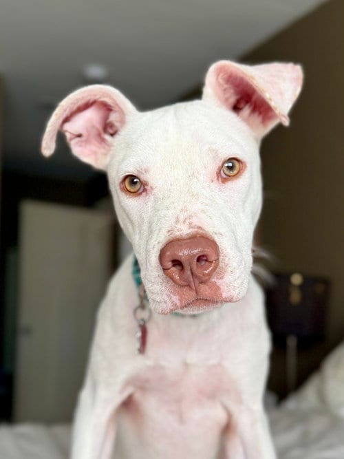 Photo of George, adoptable Pit Bull Terrier in Sunnyvale, California